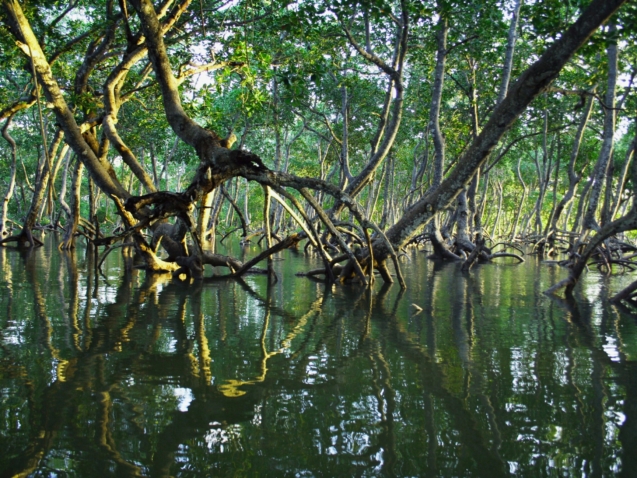 Kenyan coastal rainforest