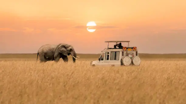 Luxury lodge safari experience in Laikipia Conservancies.